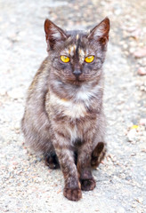 closeup of Very fluffy cat