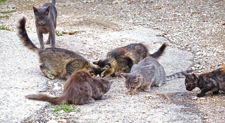 beautiful fluffy stray cats on a walk © AVD