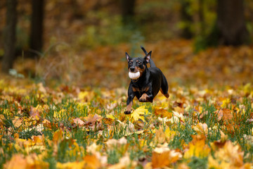 happy dog running with a ball outdoors in autumn