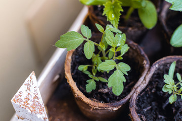 Young plant, tomato seedling in peat pot, selective focus