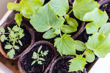 Young plant, tomato, cucumber seedling in peat pot, selective focus