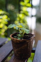 Young plant, tomato seedling in peat pot, selective focus