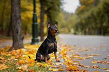 german pinscher dog portrait outdoors in autumn