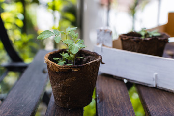 Young plant, tomato seedling in peat pot, selective focus