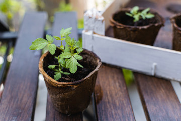 Young plant, tomato seedling in peat pot, selective focus