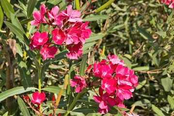 Beautiful flowers of a flowering shrub on the island of Malta.