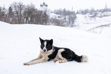 Naklejka premium Black and white dog lies in the snow