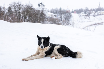 Black and white dog lies in the snow