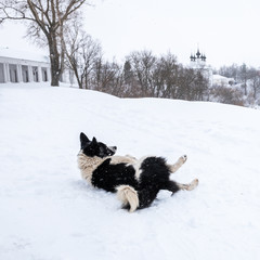 Black and white dog lies around in the snow