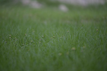 green grass with water drops