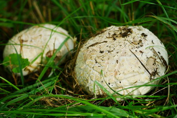 Braunschuppiger Riesen-Egerling Agaricus augustus