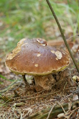 Steinpilz (Boletus edulis) in Muldenhütten/Sachsen