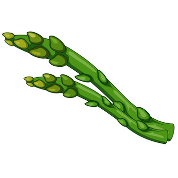 Asparagus Plant Shoot - Vector Image