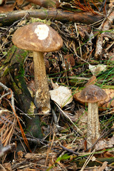 Gemeiner Birkenpilz (Leccinum scabrum) bei Muldenhütten