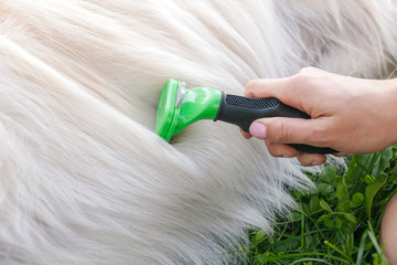 Woman combs Golden Retriever dog with a metal grooming comb.