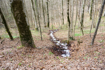 Bächlein im Wald Herbst