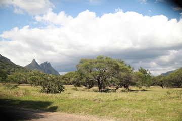 Natur auf mauritius