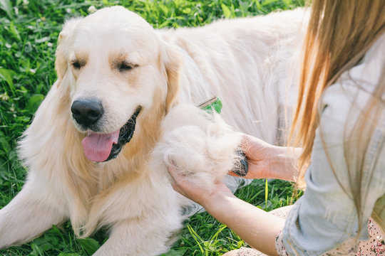 Young woman combing her dog golden retriever in the park.