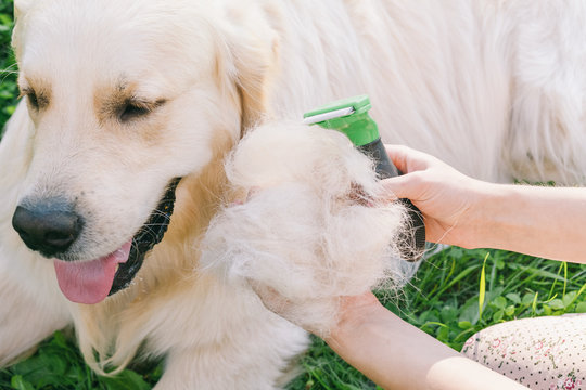 Woman combs Golden Retriever dog with a metal grooming comb.