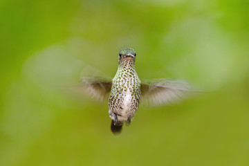 Many-spotted Hummingbird - Leucippus hypostictus, green spotted hummingbird from Andean slopes of South America, Wild Sumaco, Ecuador.