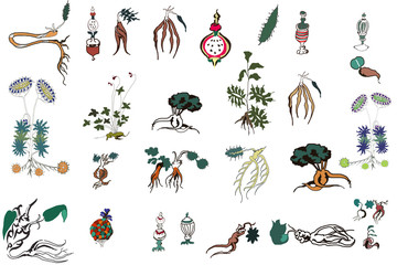 ヴォイニッチ手稿の植物模様　on white background