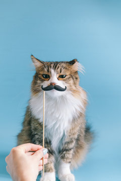 Cat and fancy dress retro mustache. A cute cat is sitting on a blue background in a mask with a mustache. Cute portrait