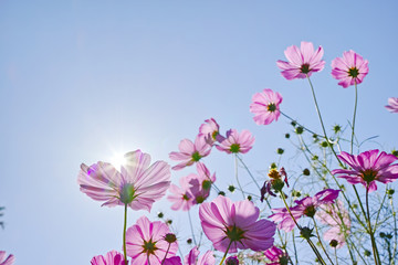 逆光の淡い青空とピンクのコスモスの花