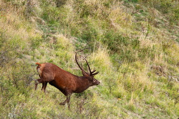 cerf brame