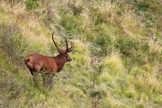 cerf brame