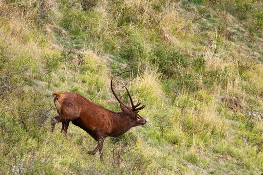 cerf brame