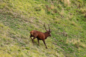 cerf brame