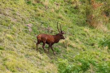 cerf brame