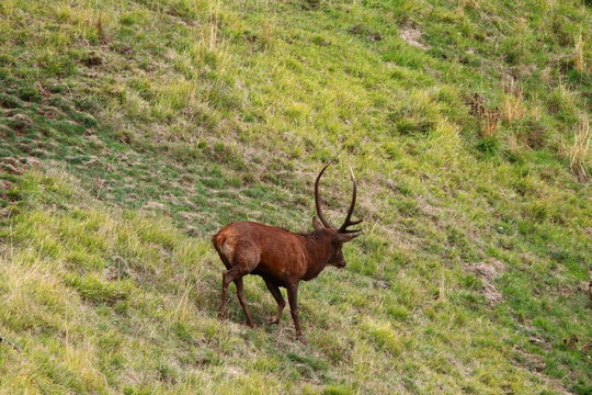 cerf brame