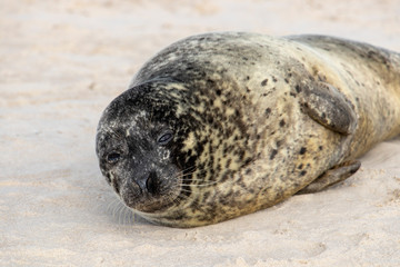Robbe am Strand von Grenen - D&auml;nemark 3