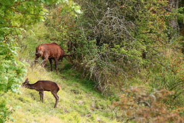 cerf et biche