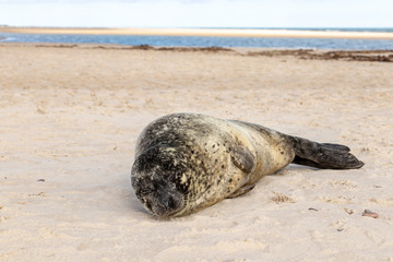 Robbe am Strand von Grenen - Dänemark 4