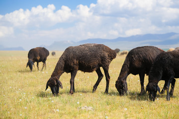 Sheep on pasture near Song kol in Kyrgyzstan