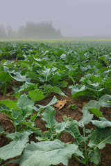 Misty morning over a Turnip Field