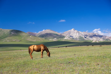 Fototapeta na wymiar Horse on pasture near Song kol in Kyrgyzstan