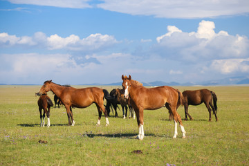 Naklejka na ściany i meble Horses on pasture near Song kol in Kyrgyzstan