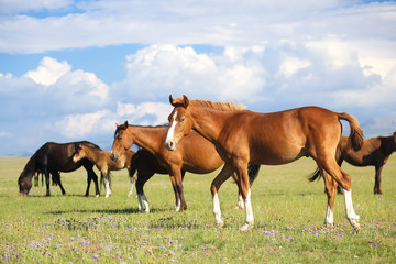 Fototapeta na wymiar Horses on pasture near Song kol in Kyrgyzstan