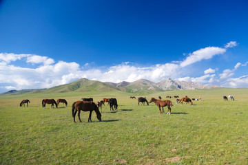 Fototapeta na wymiar Horses on pasture near Song kol in Kyrgyzstan