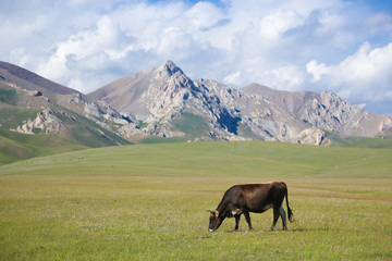Fototapeta na wymiar Cow on pasture near Song kol in Kyrgyzstan