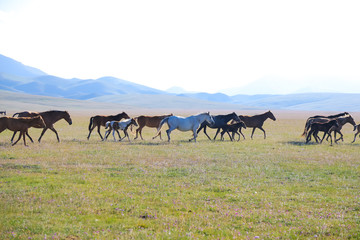 Horses on pasture near Song kol in Kyrgyzstan