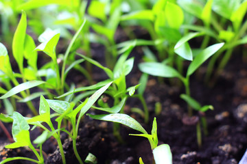 Macrophotography of plant earth grow in greenhouse