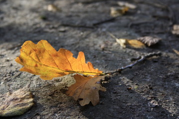 Naklejka na ściany i meble Yellow leaf on the ground