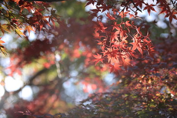 紅葉と木漏れ日