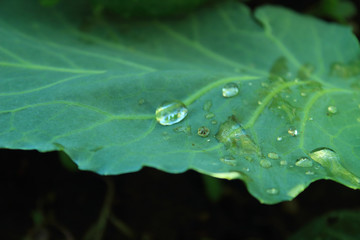 macrophotography of drop on a cabbage leaf after rain