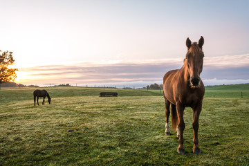 Horses grazing in pasture on a cold morning at sunrise beautiful peaceful landscape upstate NY - obrazy, fototapety, plakaty