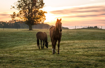 Horses grazing in pasture on a cold morning at sunrise beautiful peaceful landscape upstate NY